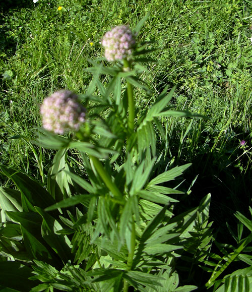 dai Monti della Laga - Valeriana officinalis